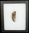 Partial Tyrannosaurus rex (T-Rex) Tooth #11917-3
